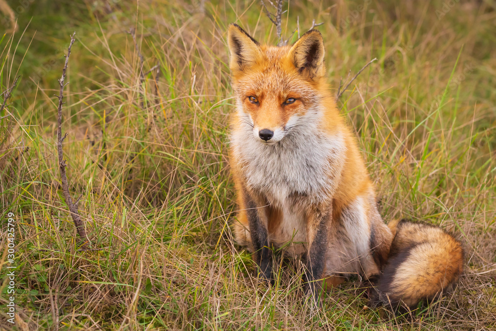 Wild red fox Vulpes Vulpes close-up