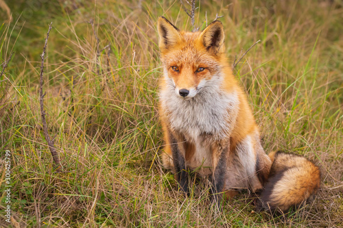 Wild red fox Vulpes Vulpes close-up