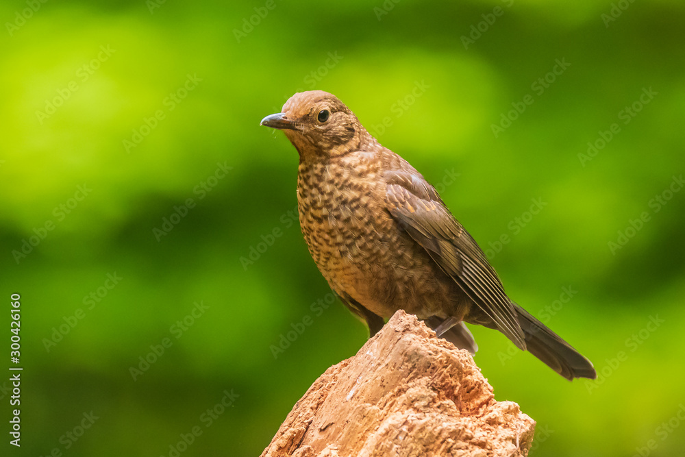 Closeup of a female Blackbird (turdus merula) Closeup of a female Blackbird (turdus merula)