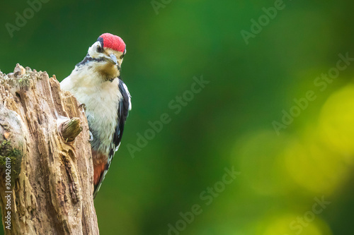 Closeup of a great spotted woodpecker (Dendrocopos major) perched in a forest © Sander Meertins