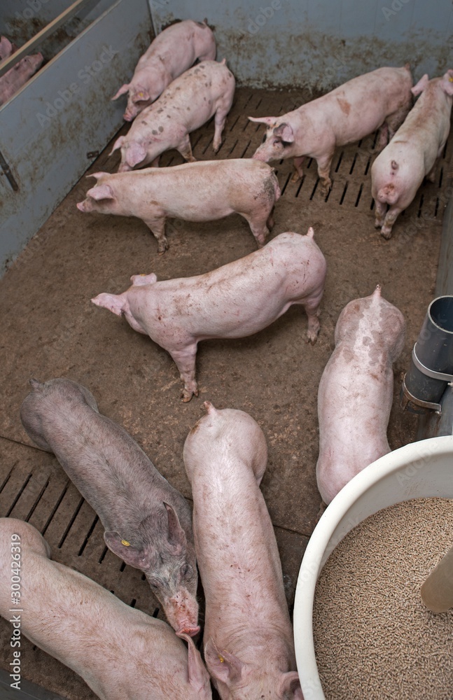 Pigs at stable. Pigs at stable.