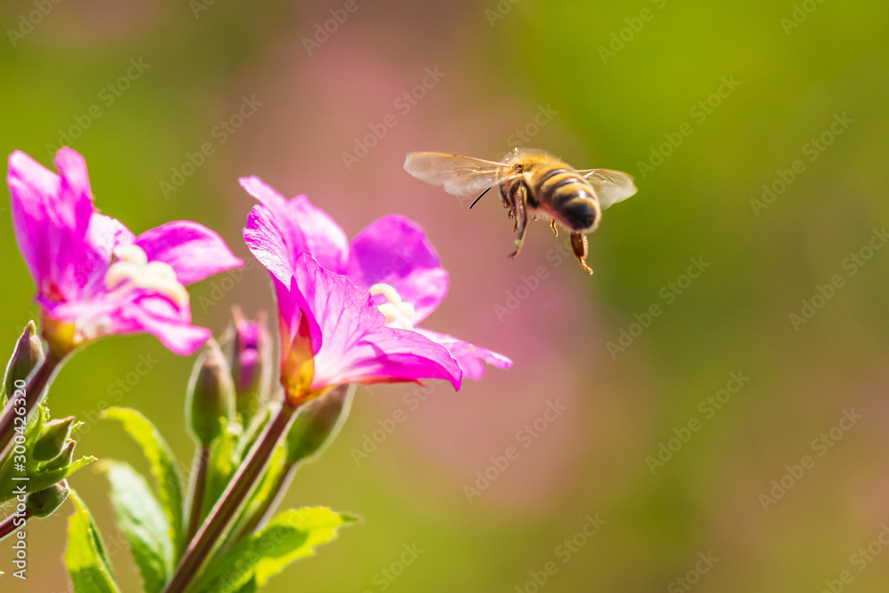 Honey bee Apis mellifera pollination on pink great hairy willowherb Epilobium hirsutum flowers Honey bee Apis mellifera pollination on pink great hairy willowherb Epilobium hirsutum flowers