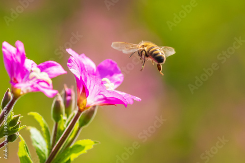 Honey bee Apis mellifera pollination on pink great hairy willowherb Epilobium hirsutum flowers © Sander Meertins