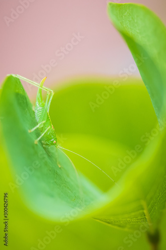 Meconema thalassinum, oak bush-cricket or drumming katydid, photo