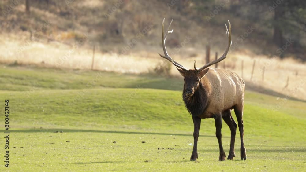 A herd of wild elks grazing on grass