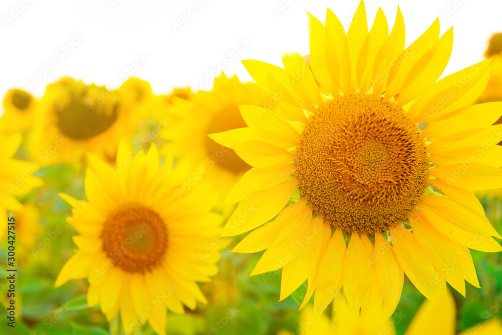 Fototapeta premium Sunflowers in the fields during sunset