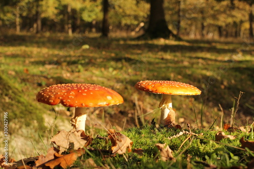 a landscape with two big red fly agaric mushrooms closeup in a forest in autumn 