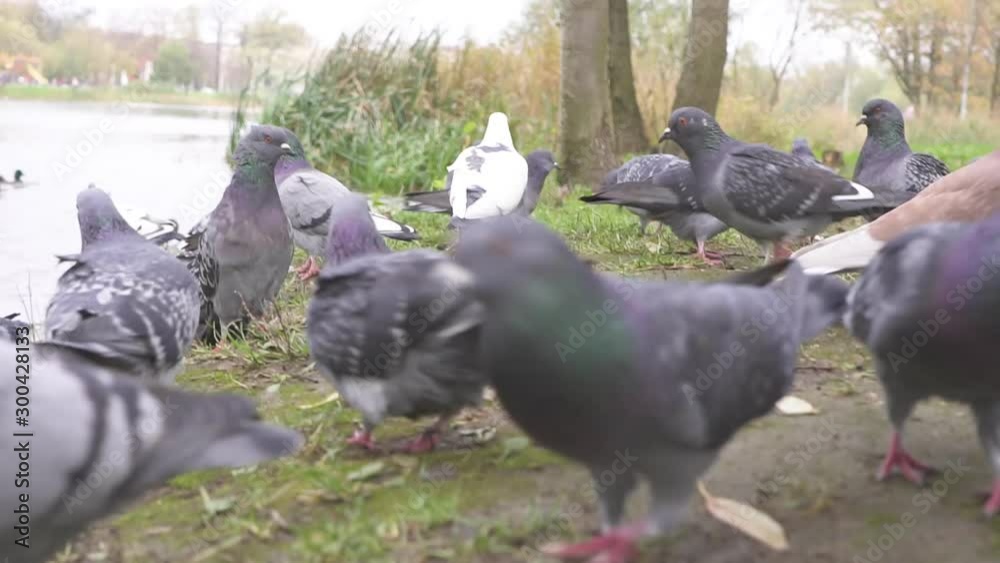 grey city pigeons are fed bread in the Park 4 grey city pigeons are fed bread in the Park 4