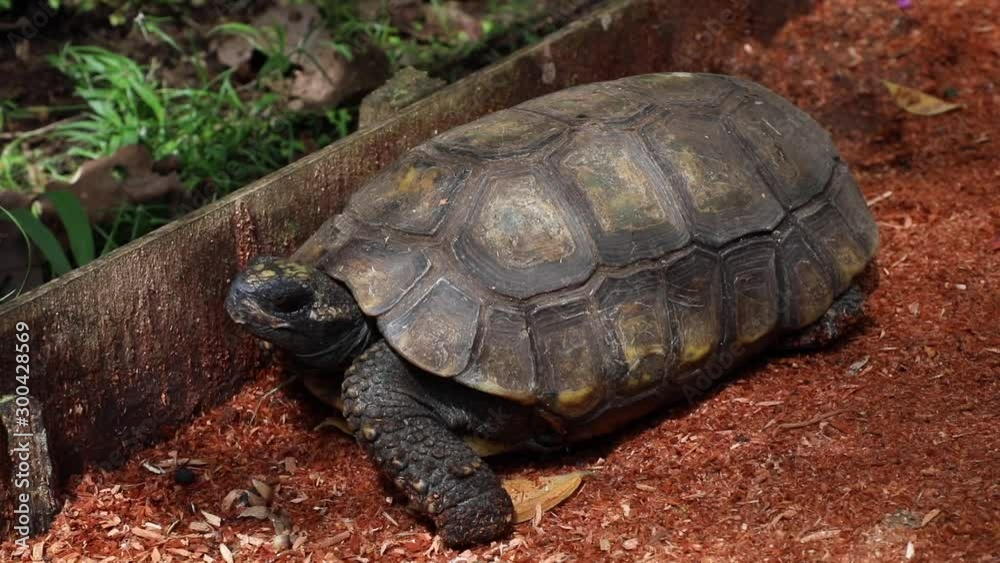Close up on turtle in ecological reserve Close up on turtle in ecological reserve