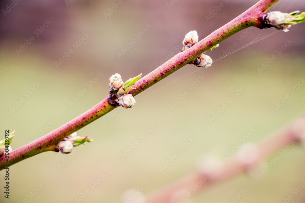Fruit tree branch with buds on blurred background_ Fruit tree branch with buds on blurred background_