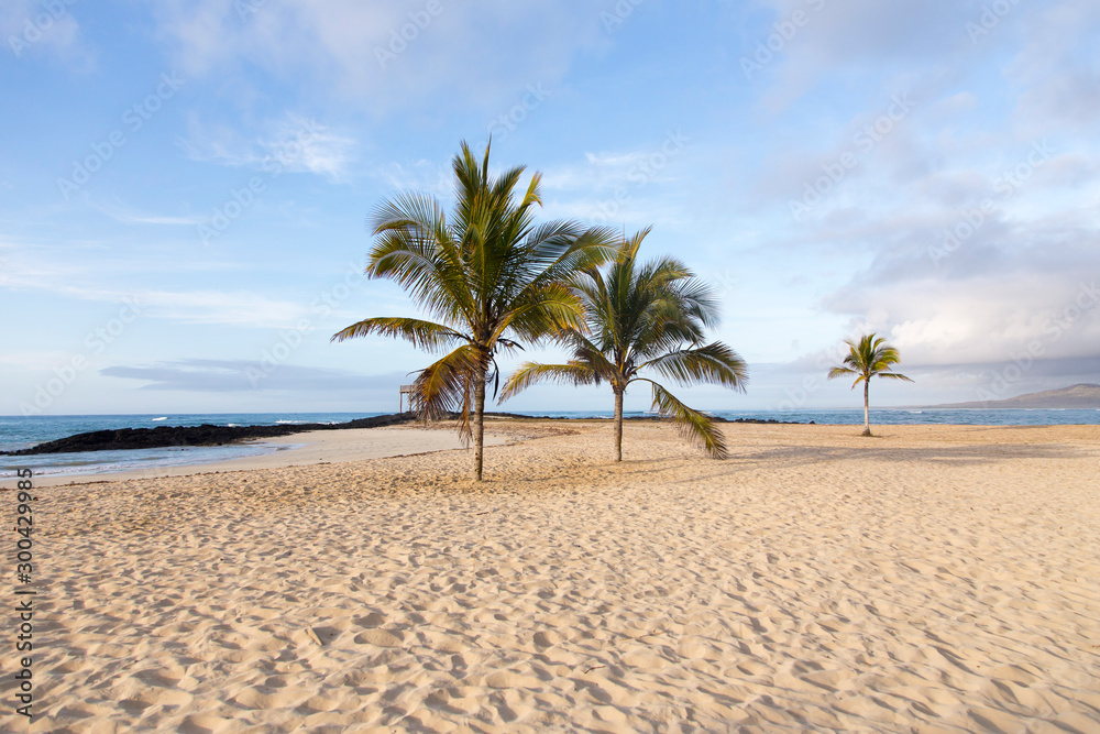 Fototapeta premium Beautiful deserted beach with coconut trees seen in the early morning, Puerto Villamil, Isabela Island, Galapagos, Ecuador