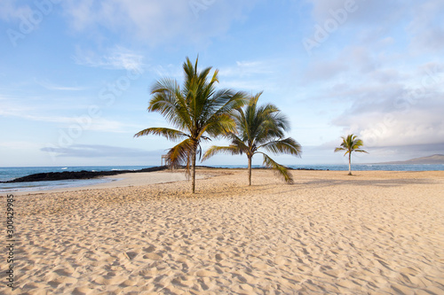 Beautiful deserted beach with coconut trees seen in the early morning, Puerto Villamil, Isabela Island, Galapagos, Ecuador