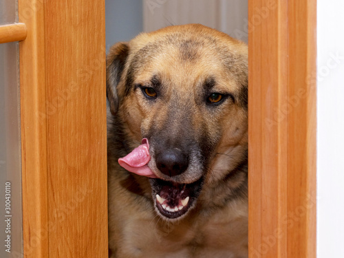 The big dog looks through the open kitchen door and licks his muzzle with his tongue_