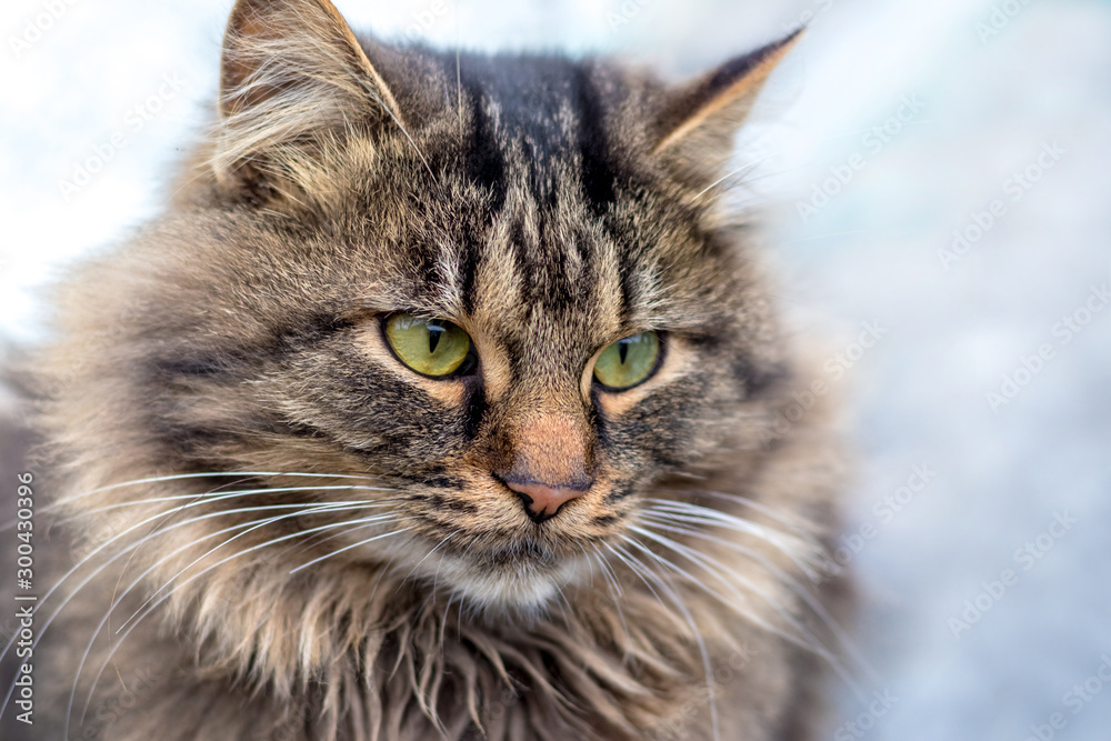 Closeup portrait of fluffy cat on light blurred background_