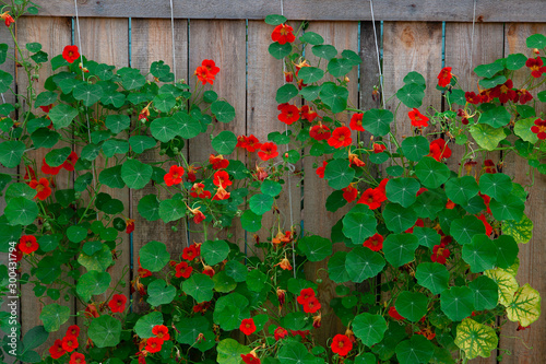 Red flowers of the Garden Nasturtium (Tropaeolum majus) against the wooden fence.
