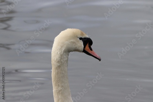 Closeup image of swan head and neck