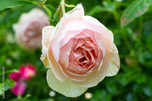 Fototapeta Naklejka Na Ścianę i Meble -  Pink rose in a garden during spring