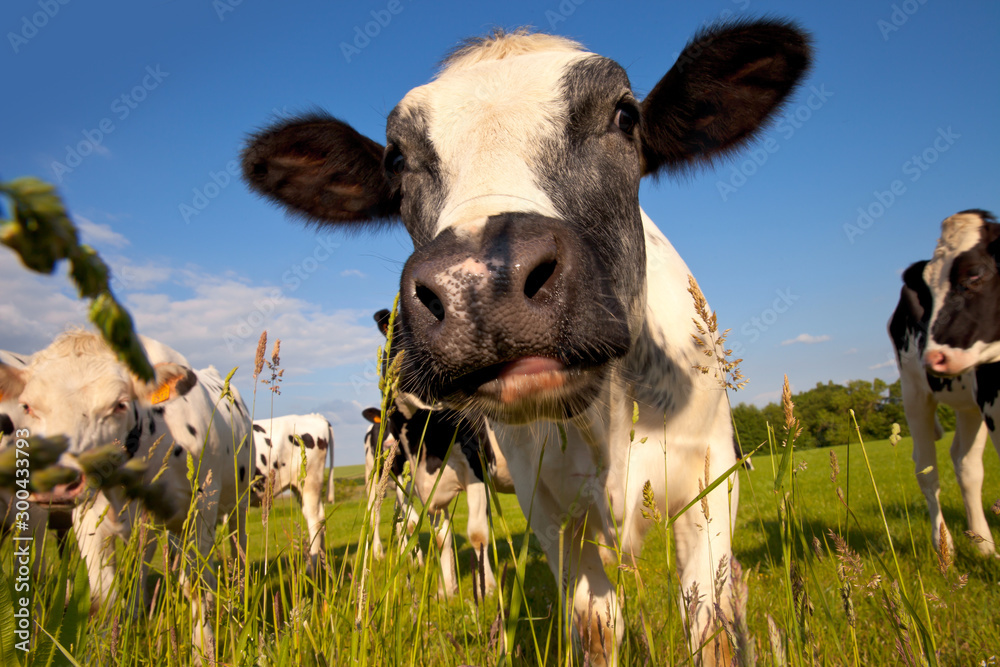 Vache Dans Un Prairie Humour A La Campagne Stock Photo Adobe Stock Vache Dans Un Prairie Humour A La Campagne Stock Photo Adobe Stock