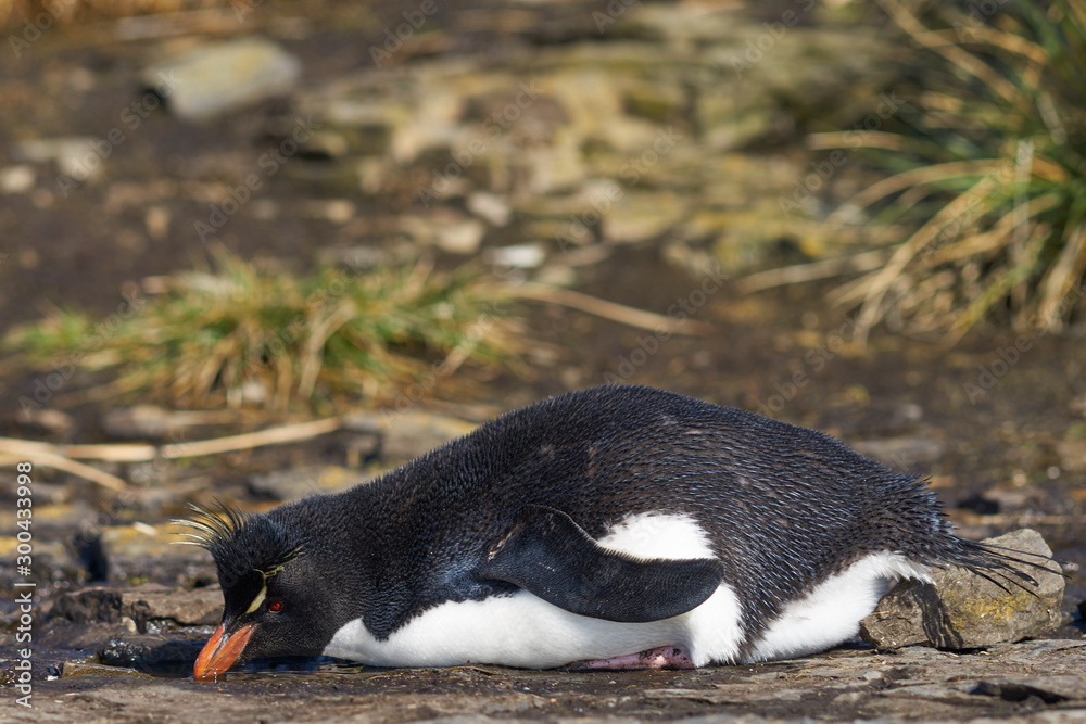 Fototapeta premium Rockhopper Penguin (Eudyptes chrysocome) drinking from a pool of water at their nesting site on the cliffs of Bleaker Island in the Falkland Islands