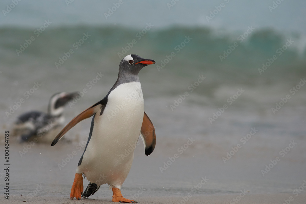 Fototapeta premium Gentoo Penguins (Pygoscelis papua) coming back to land after a day spent feeding at sea. Bleaker Island in the Falkland Islands.