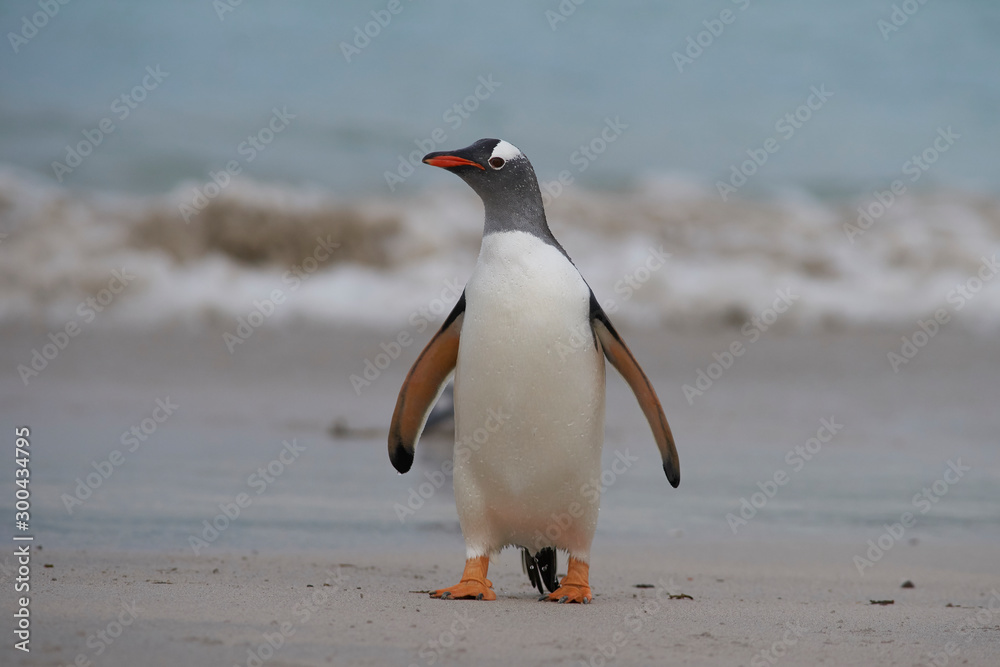 Naklejka premium Gentoo Penguins (Pygoscelis papua) coming back to land after a day spent feeding at sea. Bleaker Island in the Falkland Islands.