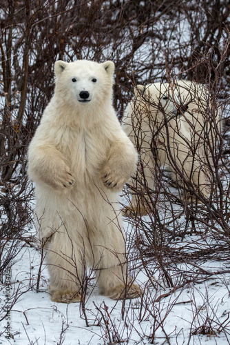 Fotografia Curious polar bear cub standing up