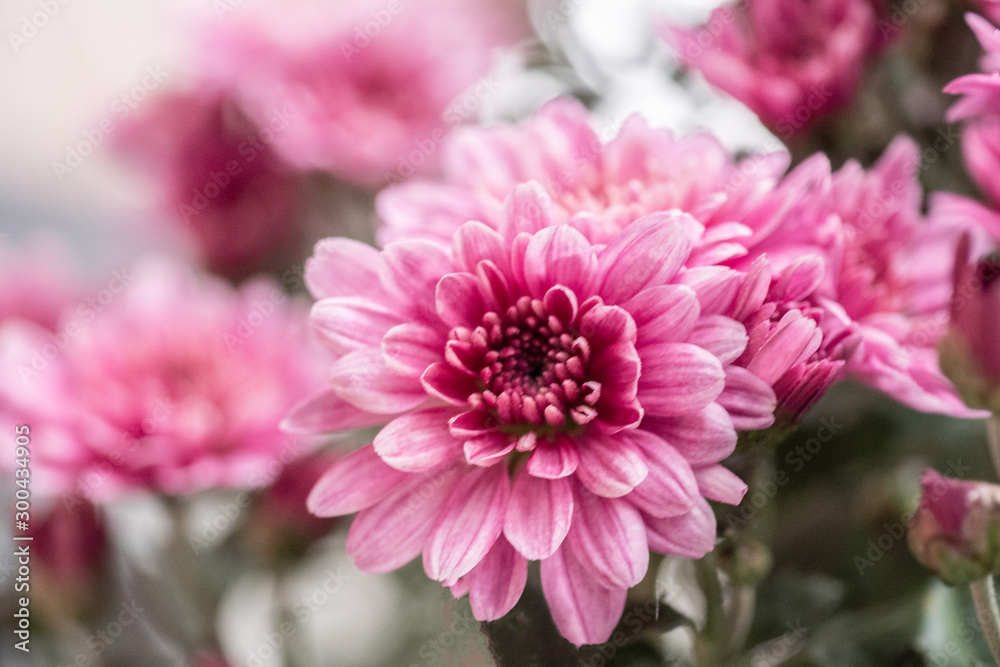 pink flower