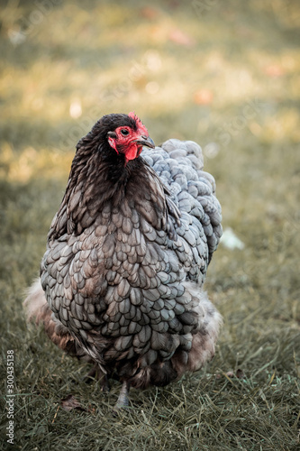 chicken in the grass