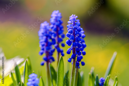 Beautiful summer meadow. Bright blue blossoms of Armenian muskari close-up. The concept of spring flowers and the awakening of nature.  photo