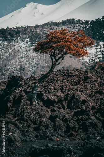Araucaría en Volcán Llaima, Araucanía, Chile