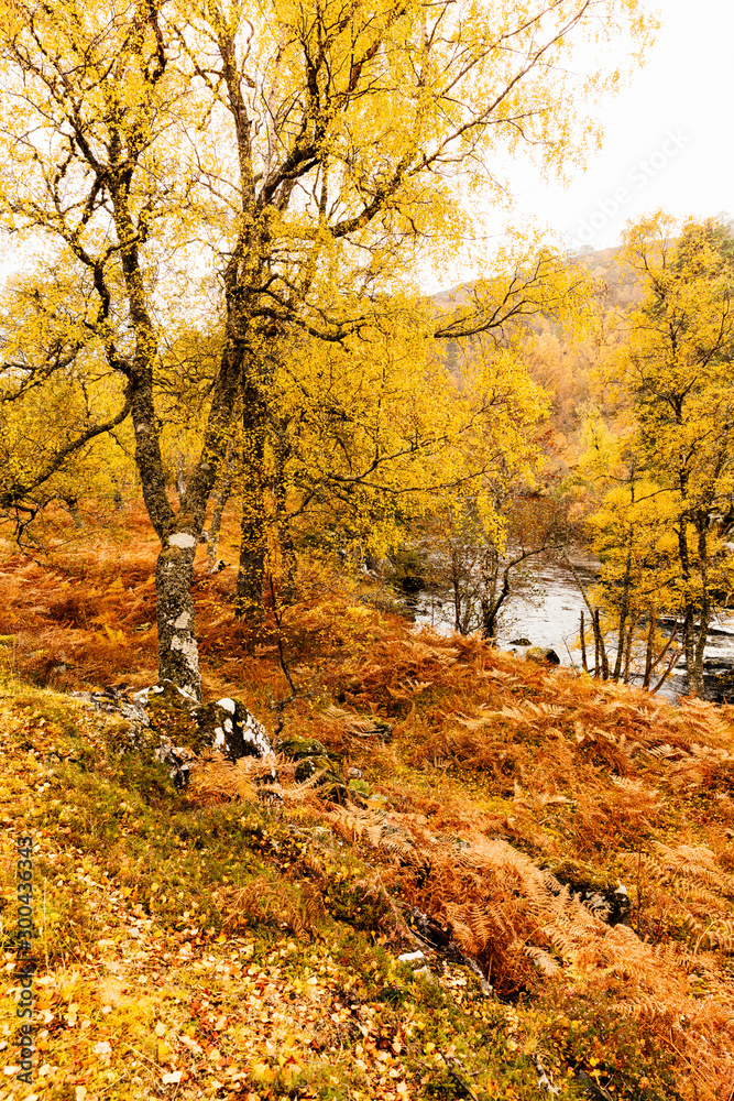 Obraz premium Autumn in Glen Strathfarrar in the Scottish Highlands. Portrait, vertical with golden ferns and silver birch trees.