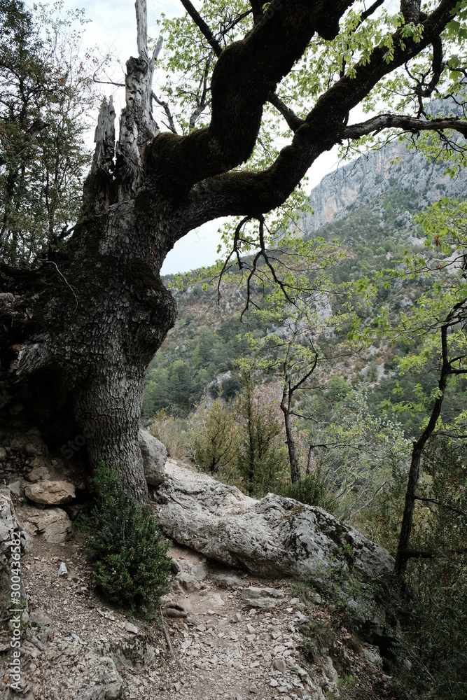 Obraz premium Albero solitario