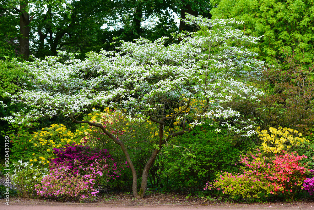 Beautiful blooming Azalea (Rhododendron) and trees in botanical garden, Monchengladbach Beautiful blooming Azalea (Rhododendron) and trees in botanical garden, Monchengladbach