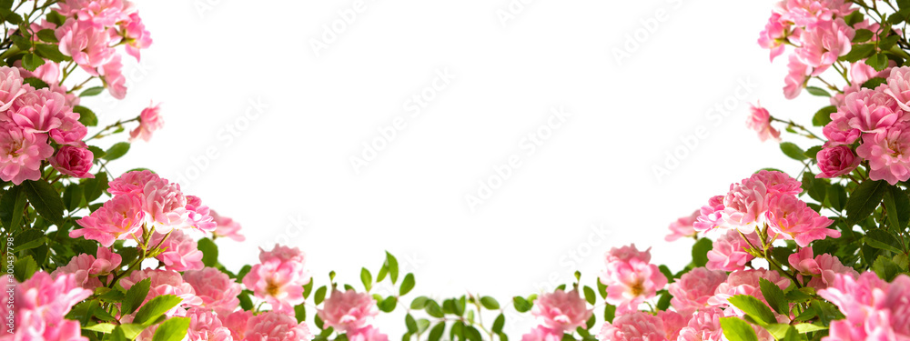 Pink roses arrangement with copy space on white