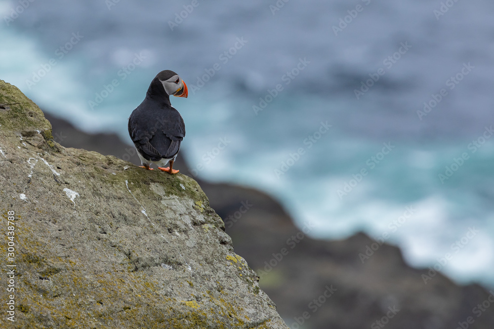 Fototapeta premium Puffins on Mykines cliffs and atlantic ocean. Mykines island, Faroe Islands, Europe.