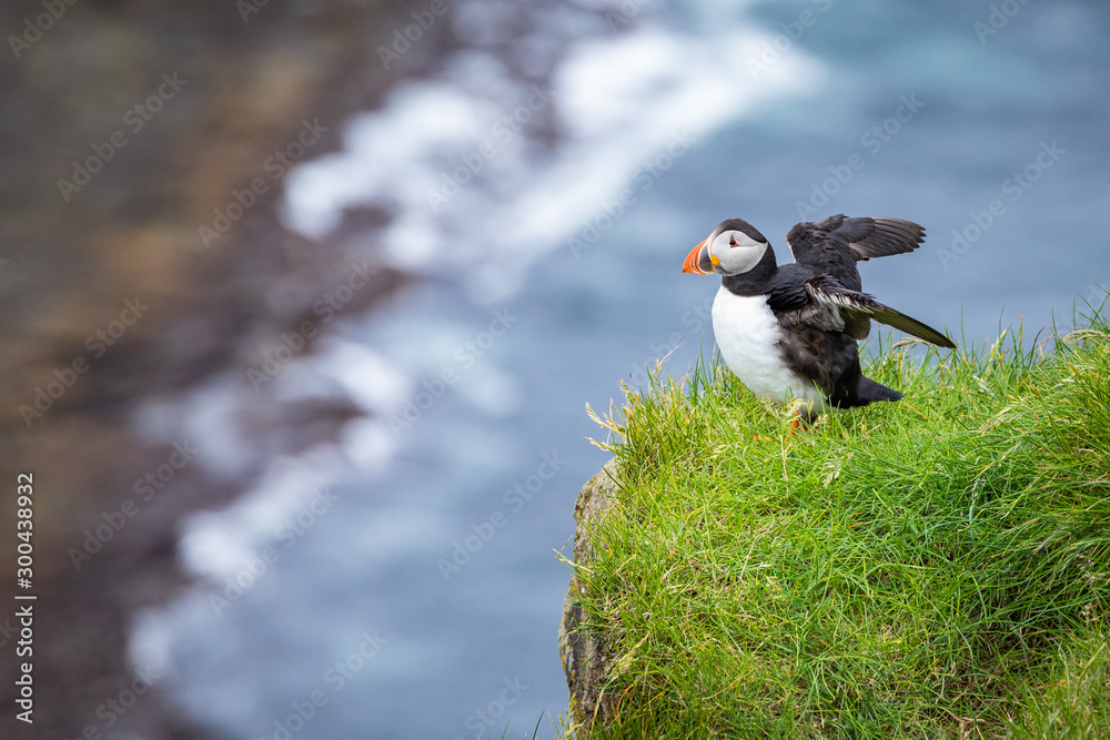 Obraz premium Puffins on Mykines cliffs and atlantic ocean. Mykines island, Faroe Islands, Europe.