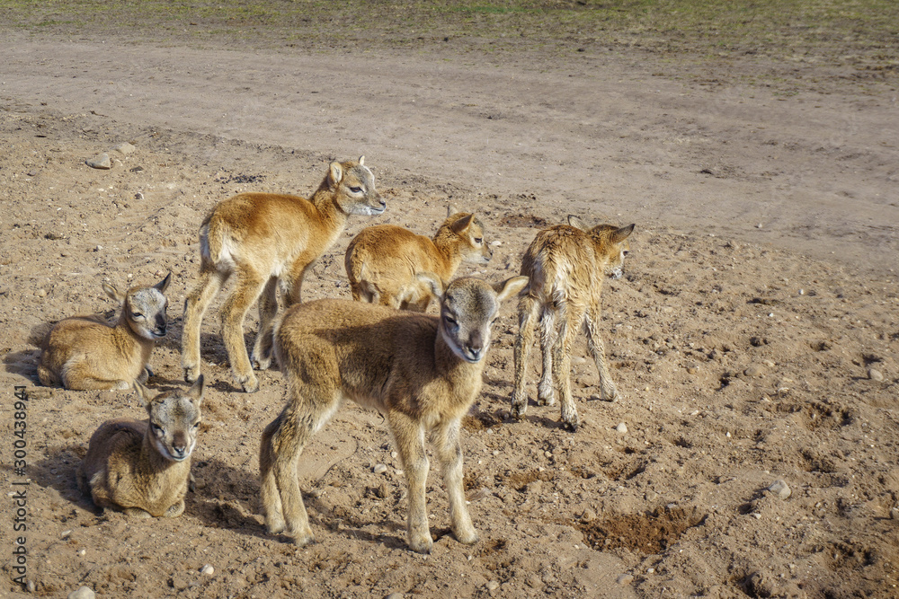 Cute and friendly deer herd of safari deer park in Northen Europe during feeding with grain at sunny morning with blue cloudy sky Cute and friendly deer herd of safari deer park in Northen Europe during feeding with grain at sunny morning with blue cloudy sky