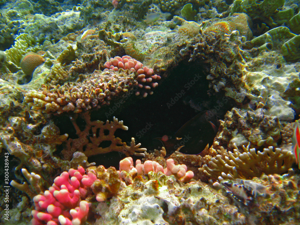 Corals at the bottom of the Red Sea Corals at the bottom of the Red Sea