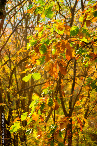 Autumn yellow leaves hanging on oak tree in autumn park