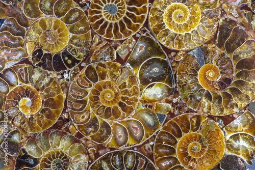 Quadro em tela Closeup of an ammonite prehistoric fossil - detail