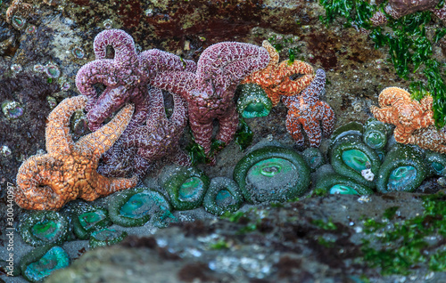 sea anemone and starfish in a tide pool