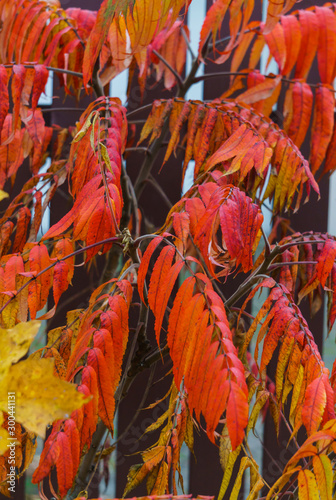 Colorful colorful leaves of vinegar tree in late autumn.