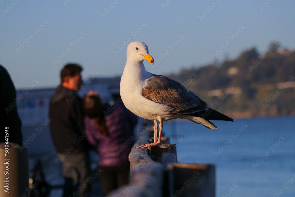 Obraz premium seagull on the pier