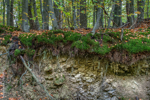 Interessanter Aufbau eines Waldboden im Gebirge photo