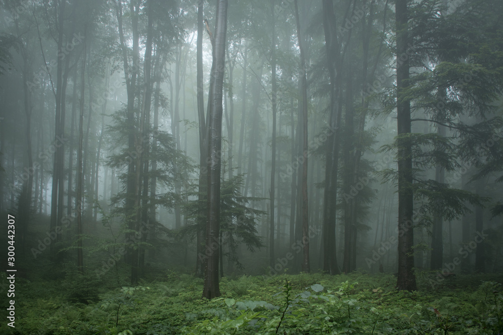 Summer day at noon, thick fog in the forest. June, cold rainy days Summer day at noon, thick fog in the forest. June, cold rainy days
