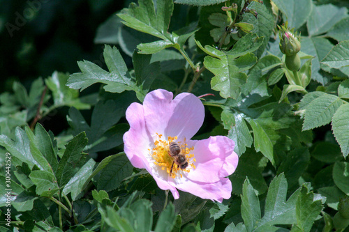 bee on flower