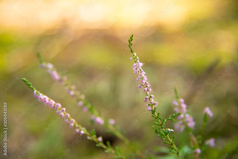 Closeup nature view of blue flower on blurred greenery Closeup nature view of blue flower on blurred greenery