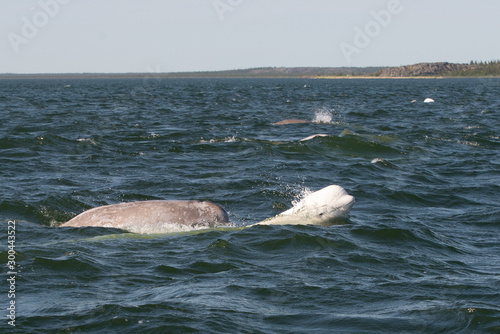 beluga whales in the churchill river estuary Fototapet