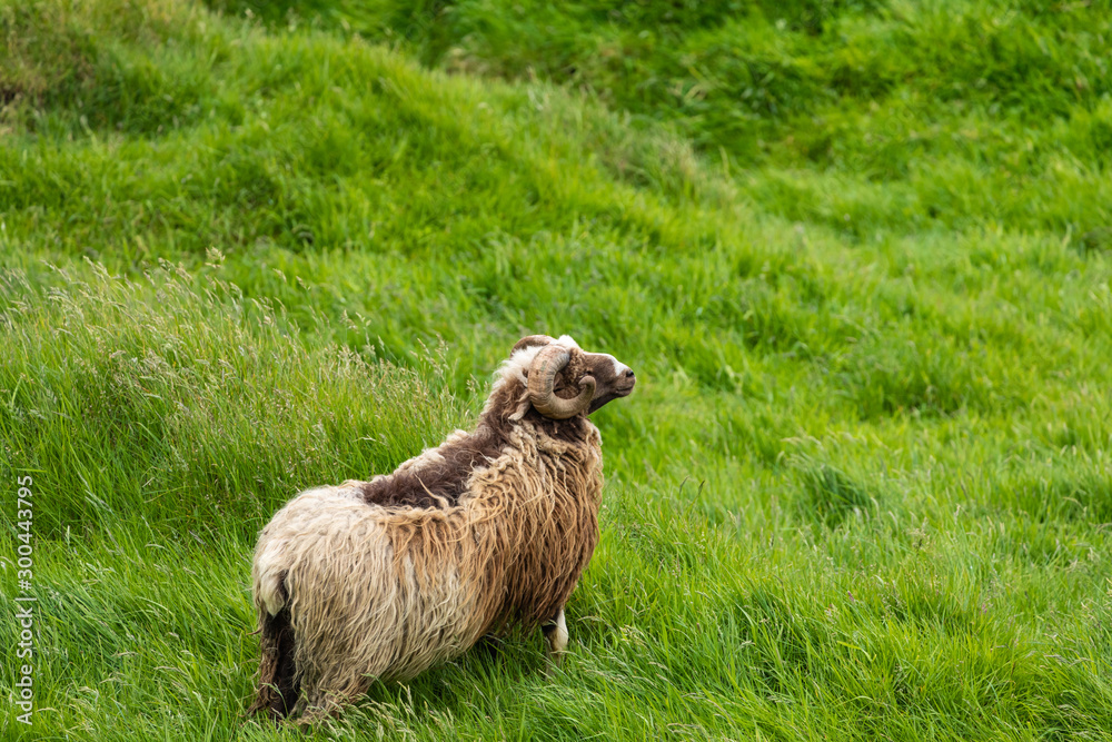 Obraz premium Wildlife in the Faroe Islands. Sheep on Vagar island. Faroe Islands. Denmark. Europe.