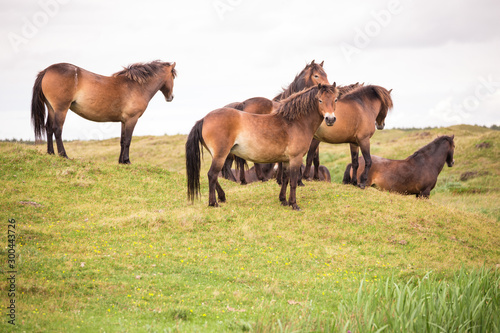 wild horses running on the island of texel in the netherlands